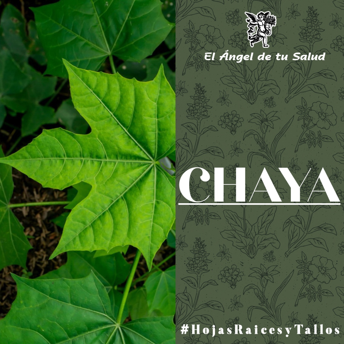 El Ángel de tu Salud - Chaya** episode artwork