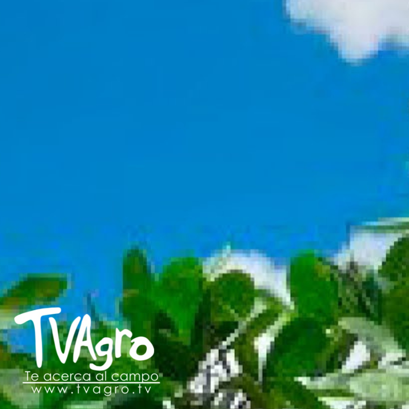 TV AGRO