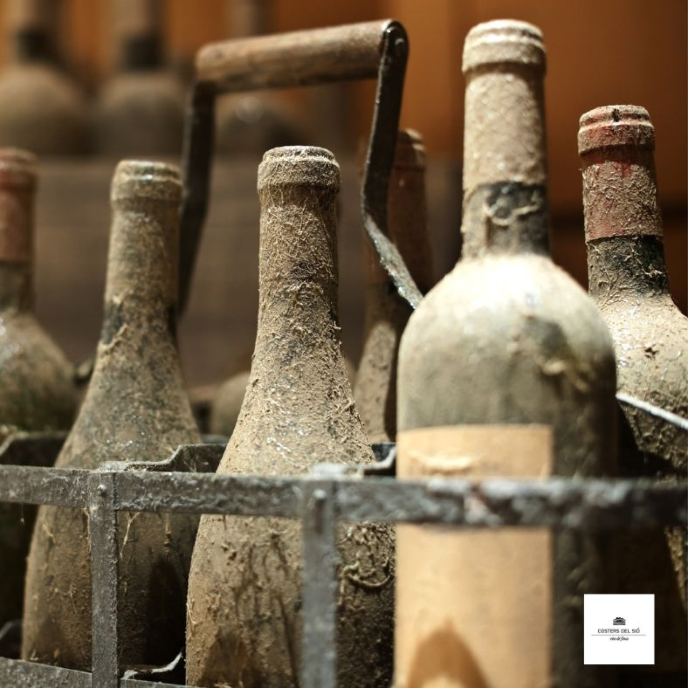 VINO PARA CAMALEONES