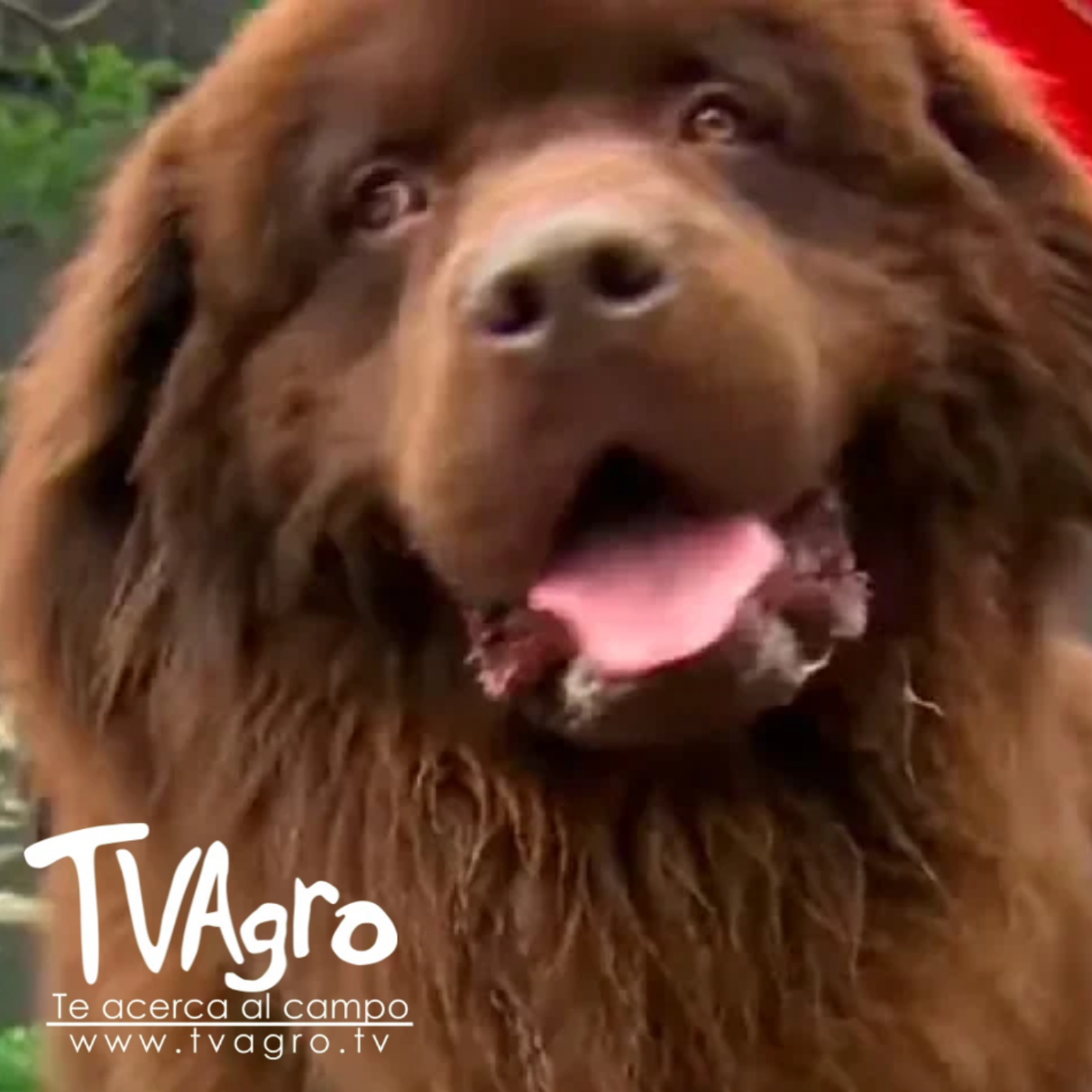 TV AGRO