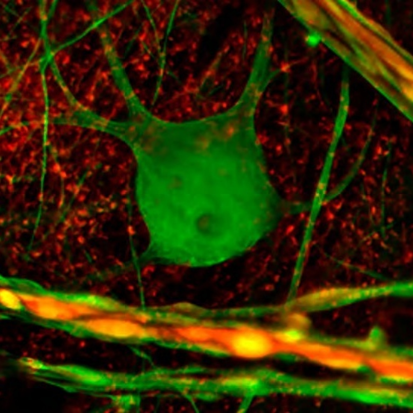 Fotciencia19