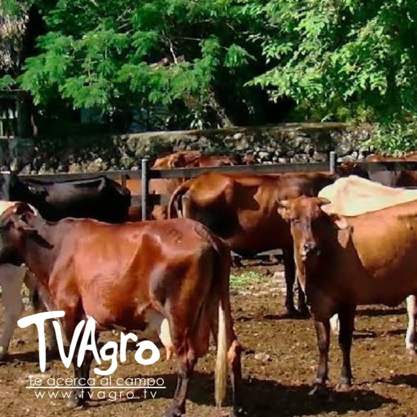 TV AGRO