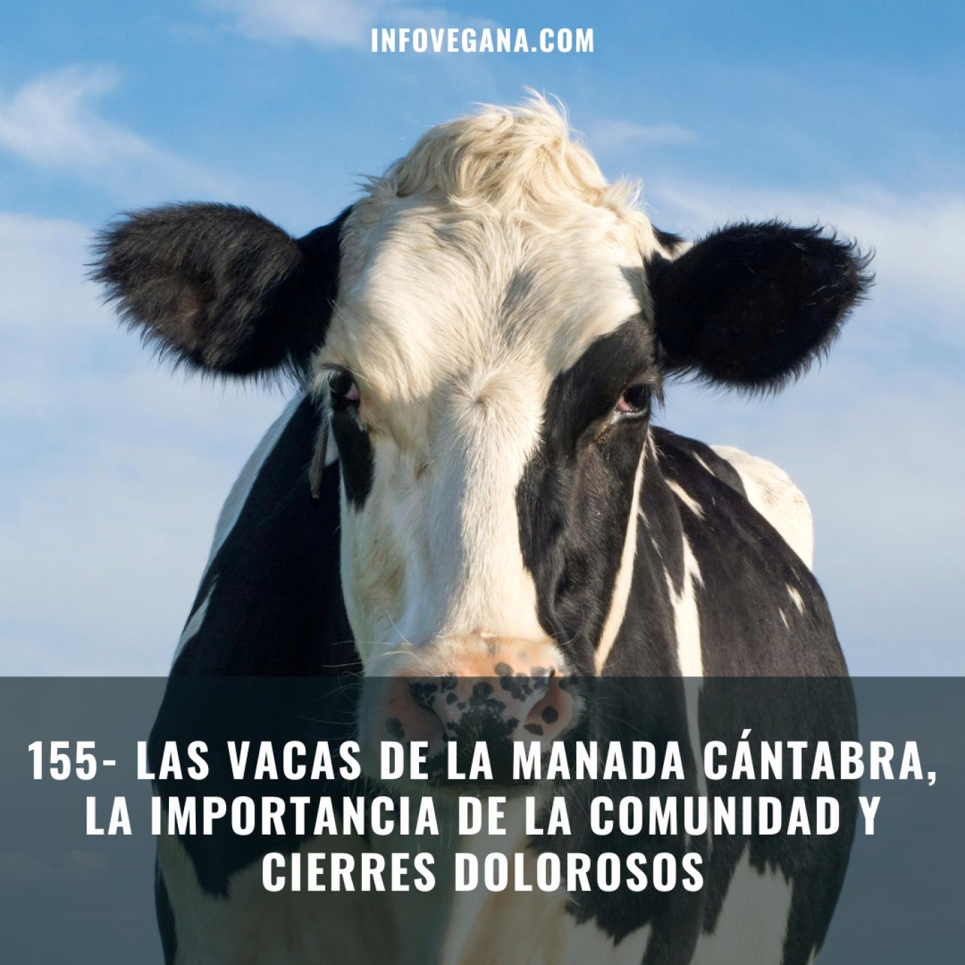155- LAS VACAS DE LA MANADA CÁNTABRA, LA IMPORTANCIA DE LA COMUNIDAD Y CIERRES DOLOROSOS | Infovegana