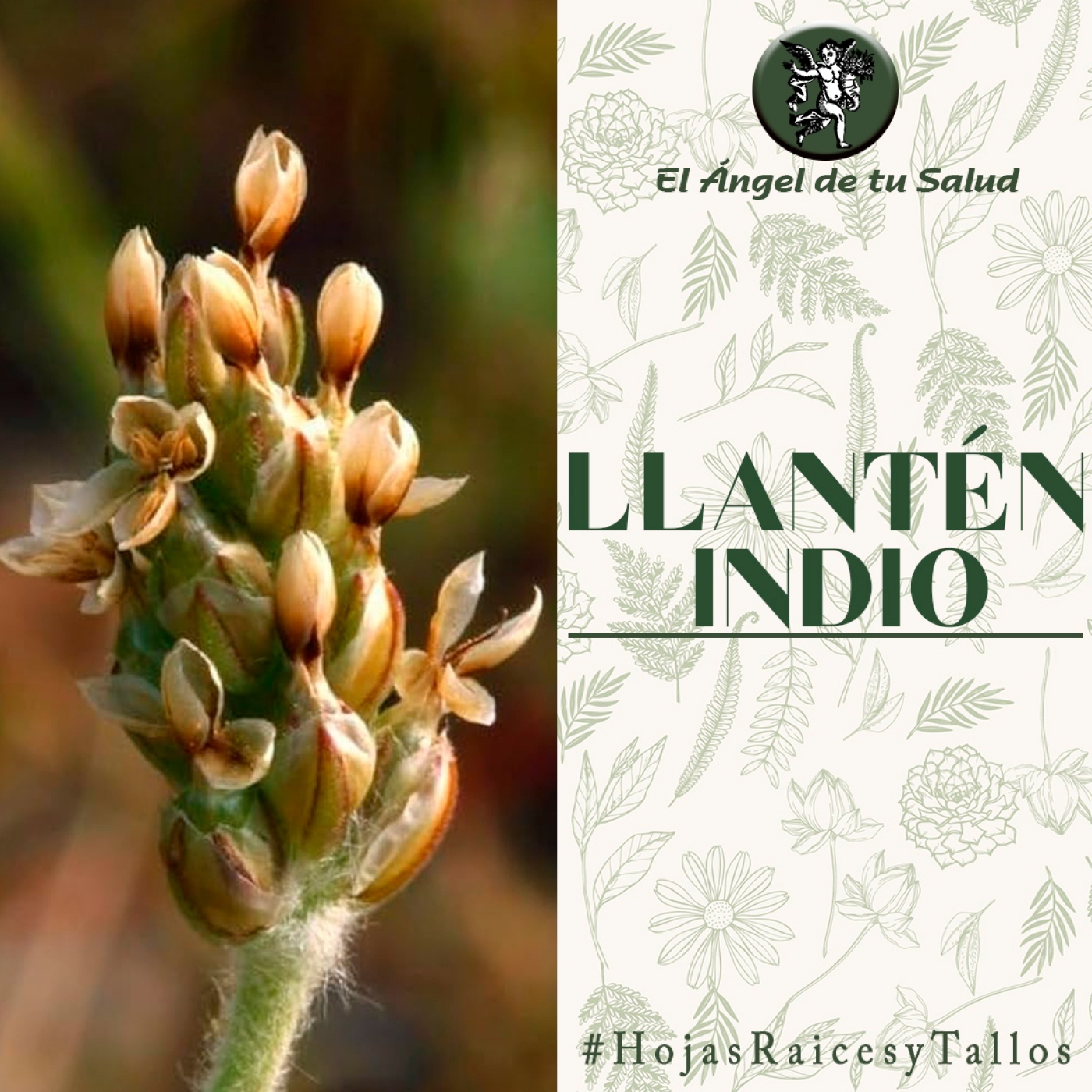 El Ángel de tu Salud - Llantén Indio**
