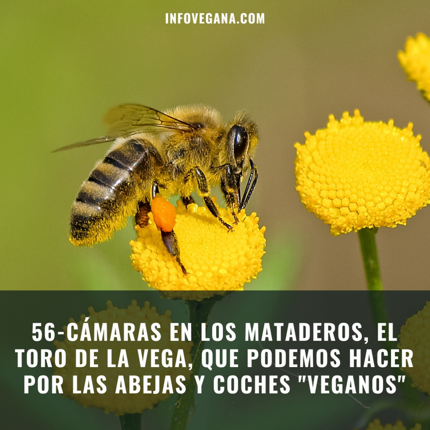 Infovegana, podcast de veganismo y sostenibilidad