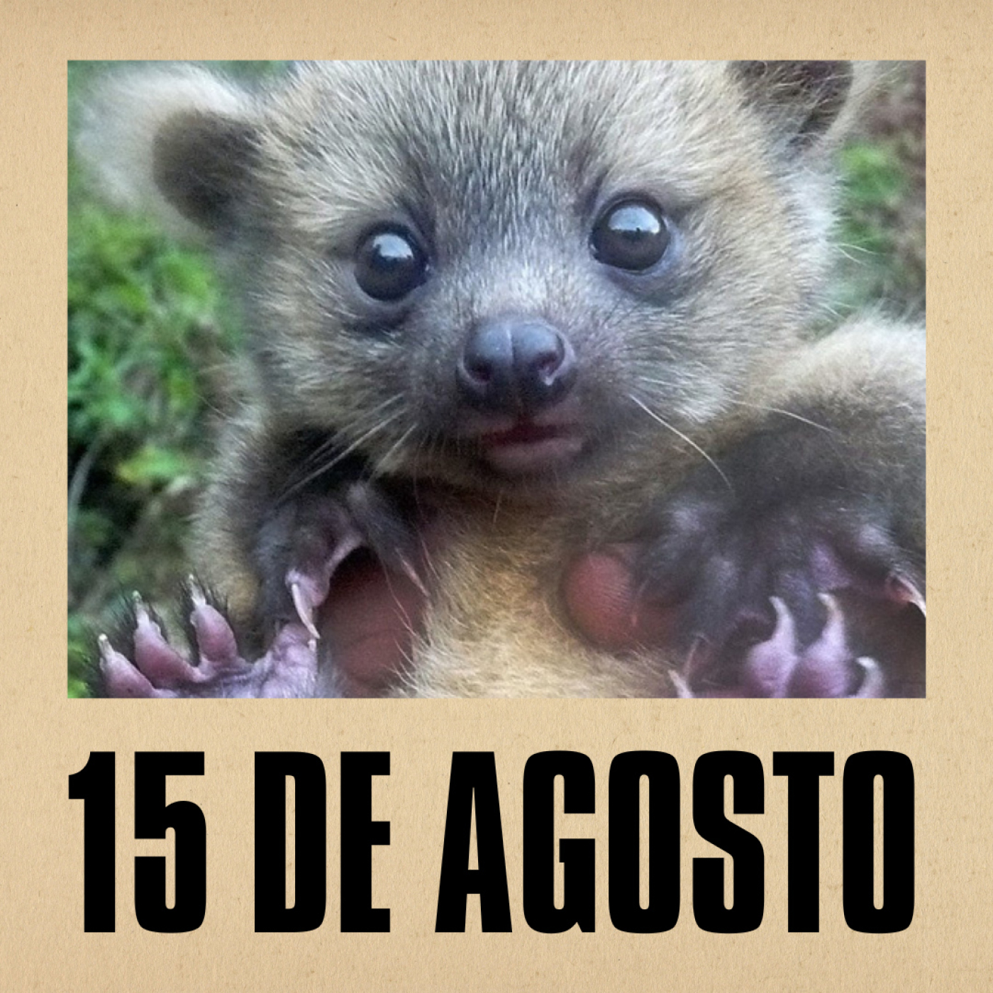 15 de Agosto // Reiki, Spiderman y Olinguitos episode artwork