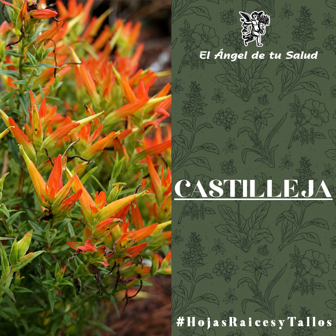 El Ángel de tu Salud - Castilleja** episode artwork