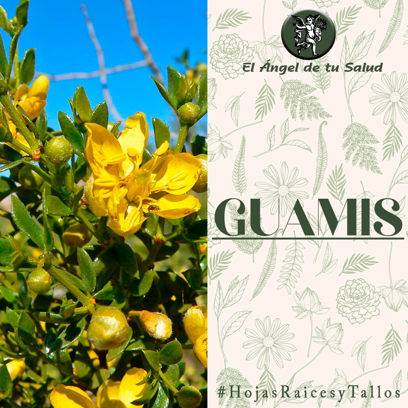 El Ángel de tu Salud - Guamis** episode artwork