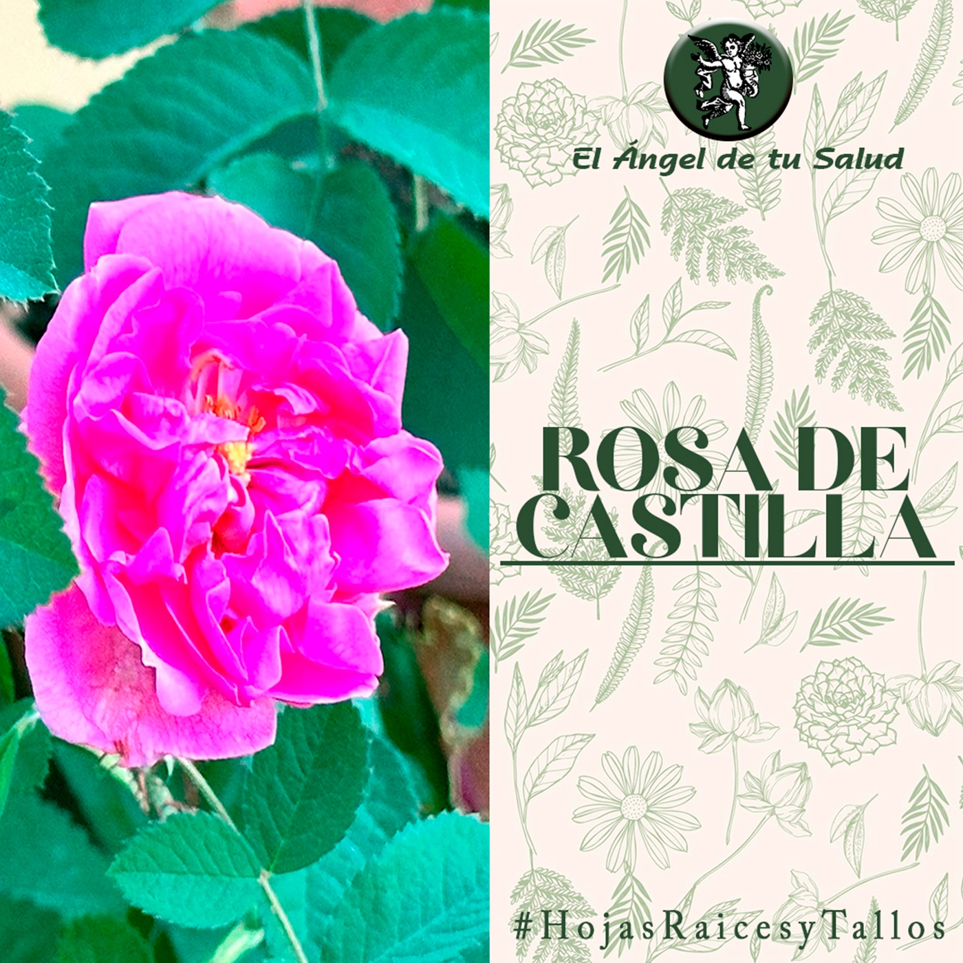 El Ángel de tu Salud - Rosa de Castilla** episode artwork