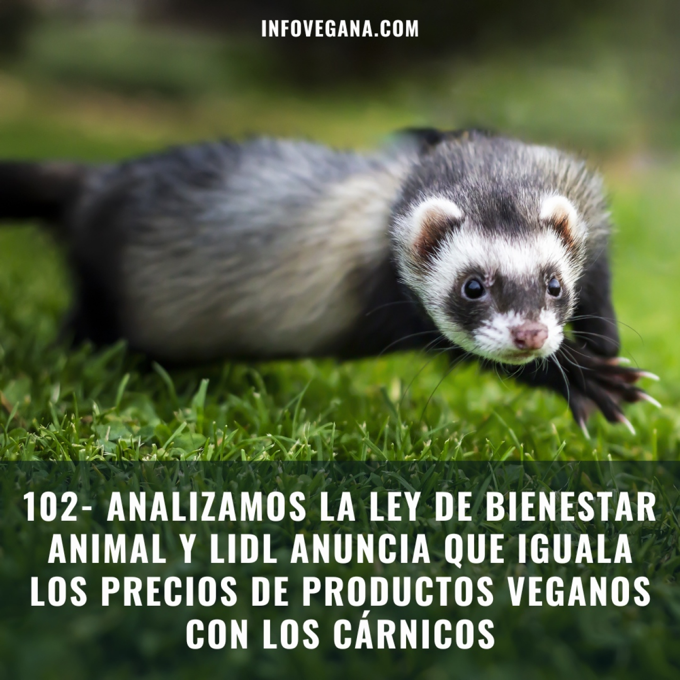 Infovegana, podcast de veganismo y sostenibilidad