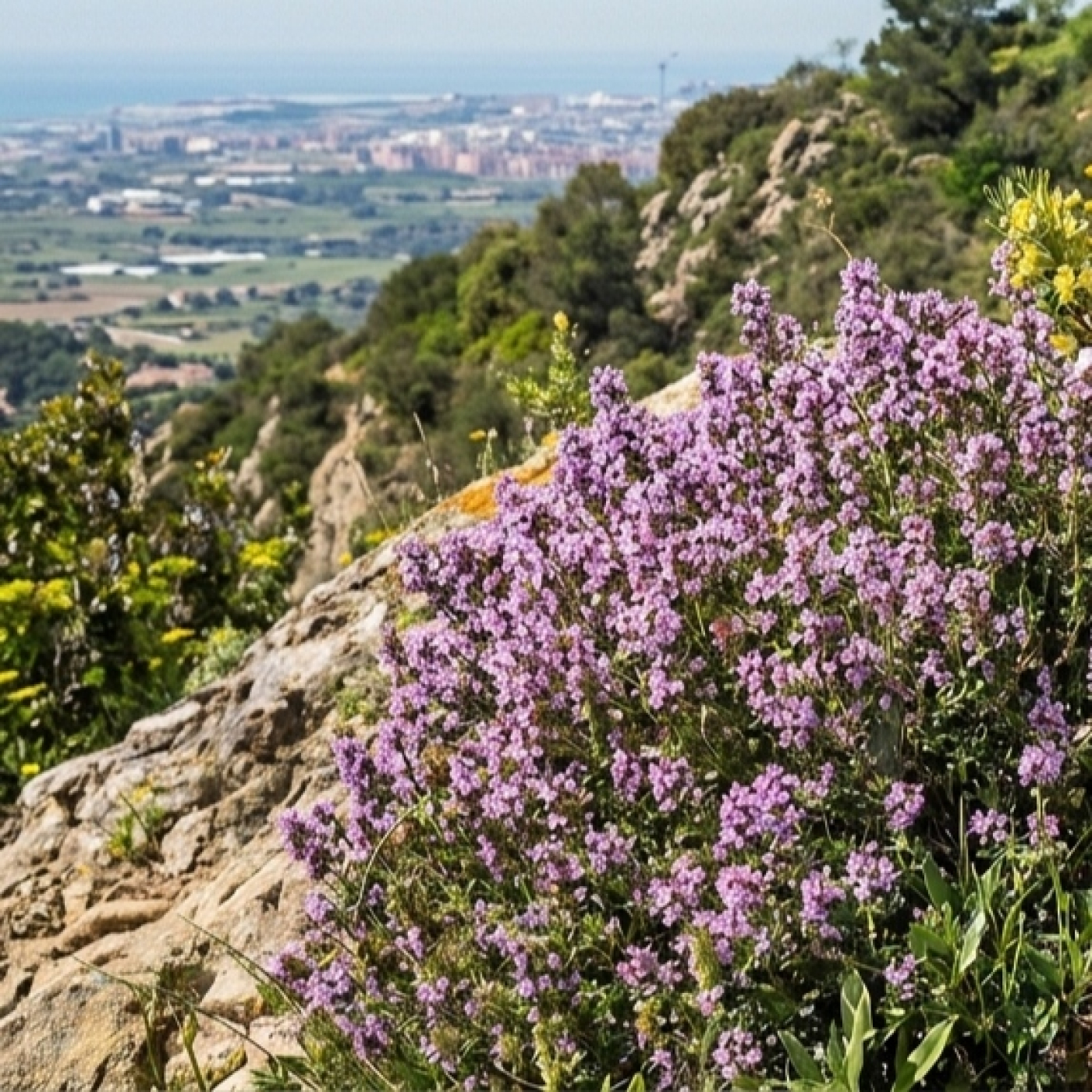 2026-03-26 MiP - 322 - La flora vascular del Montbaig - Montpedrós