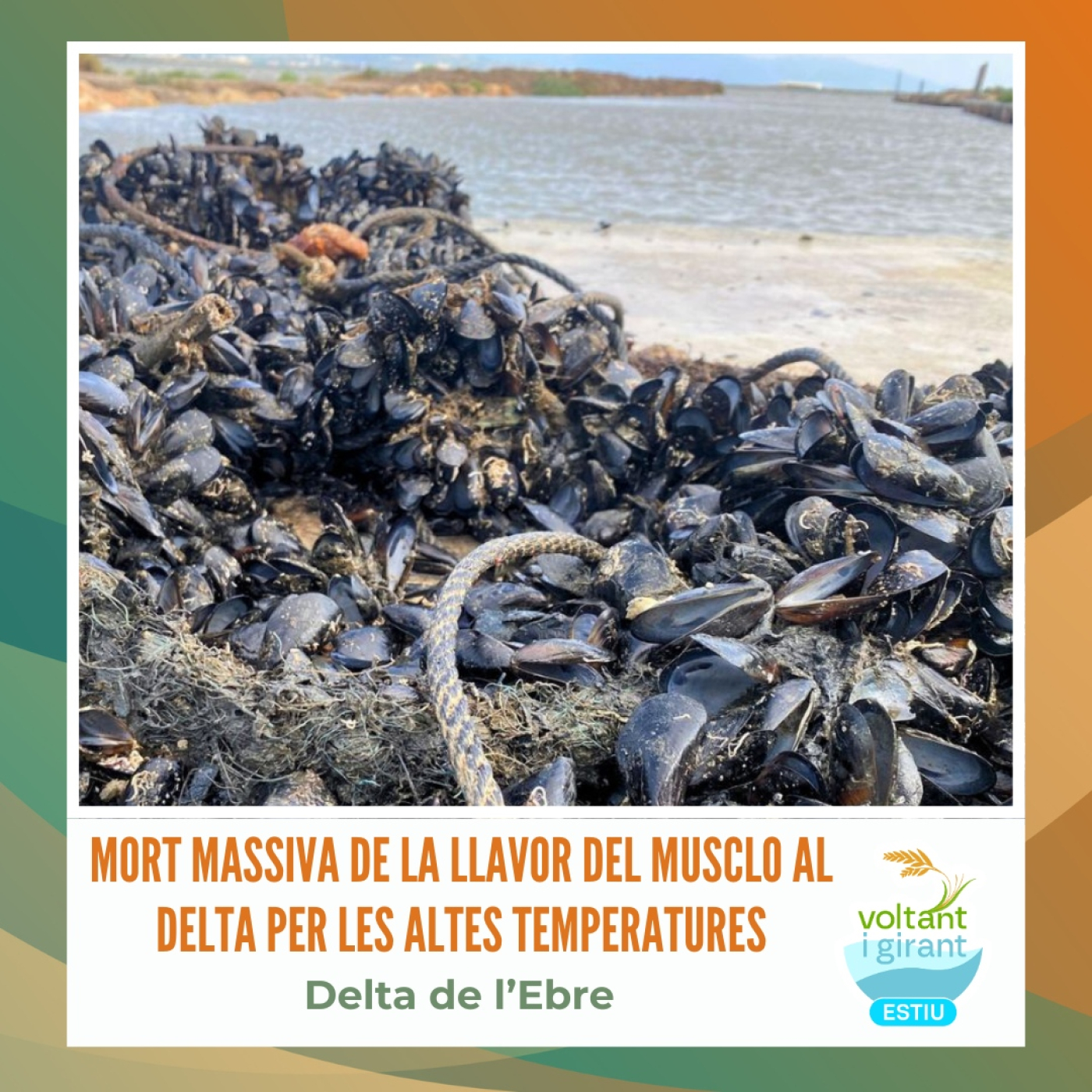 Mort massiva de la llavor del musclo al Delta per les altes temperatures episode artwork