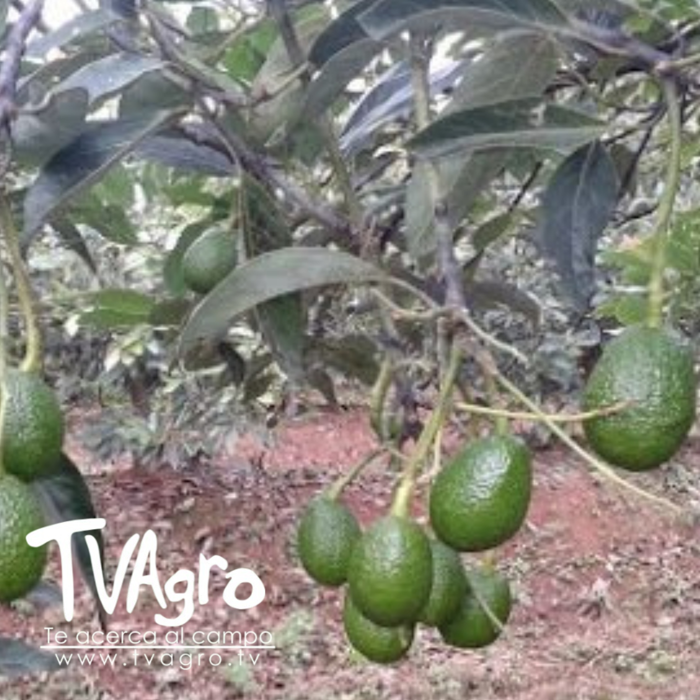 TV AGRO