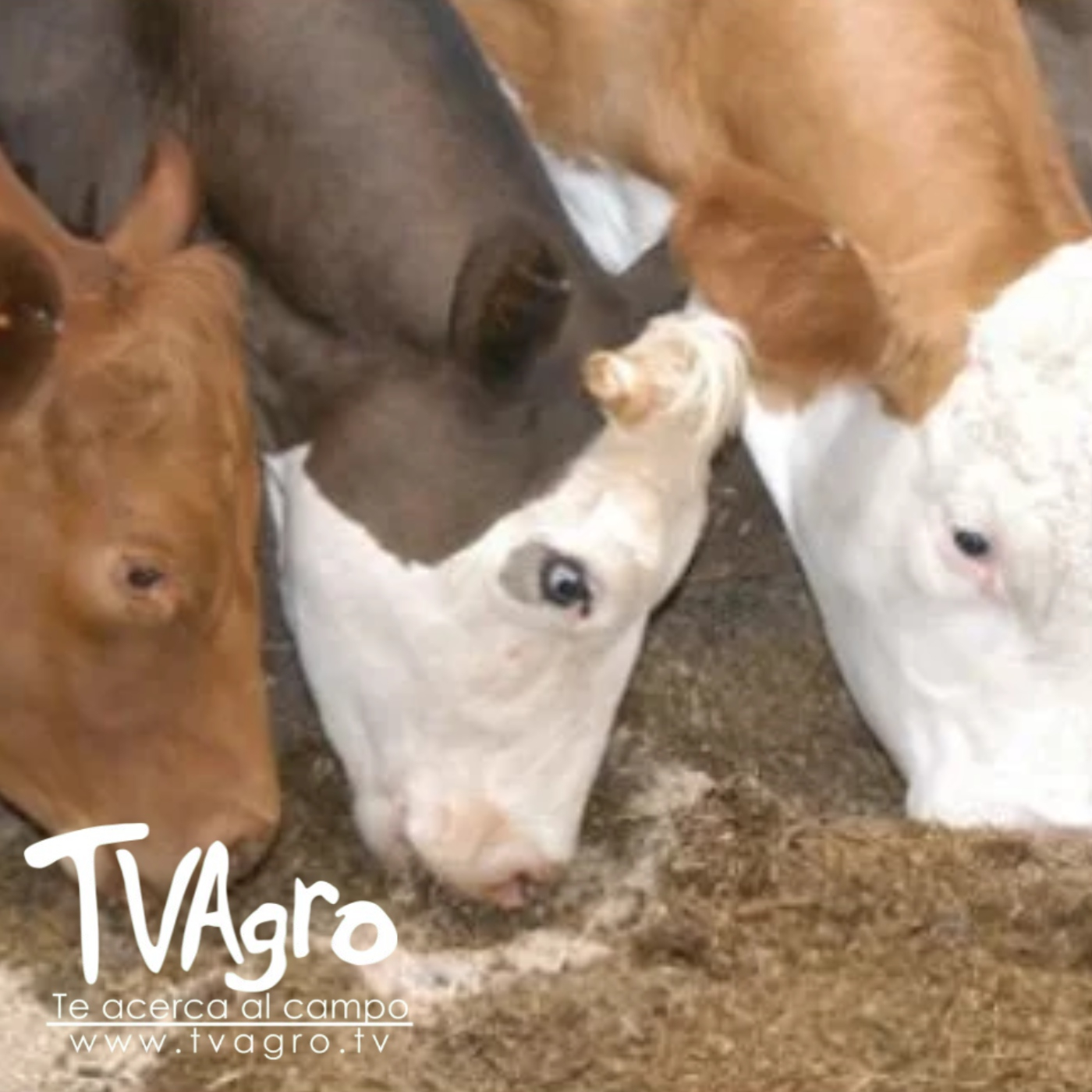 TV AGRO