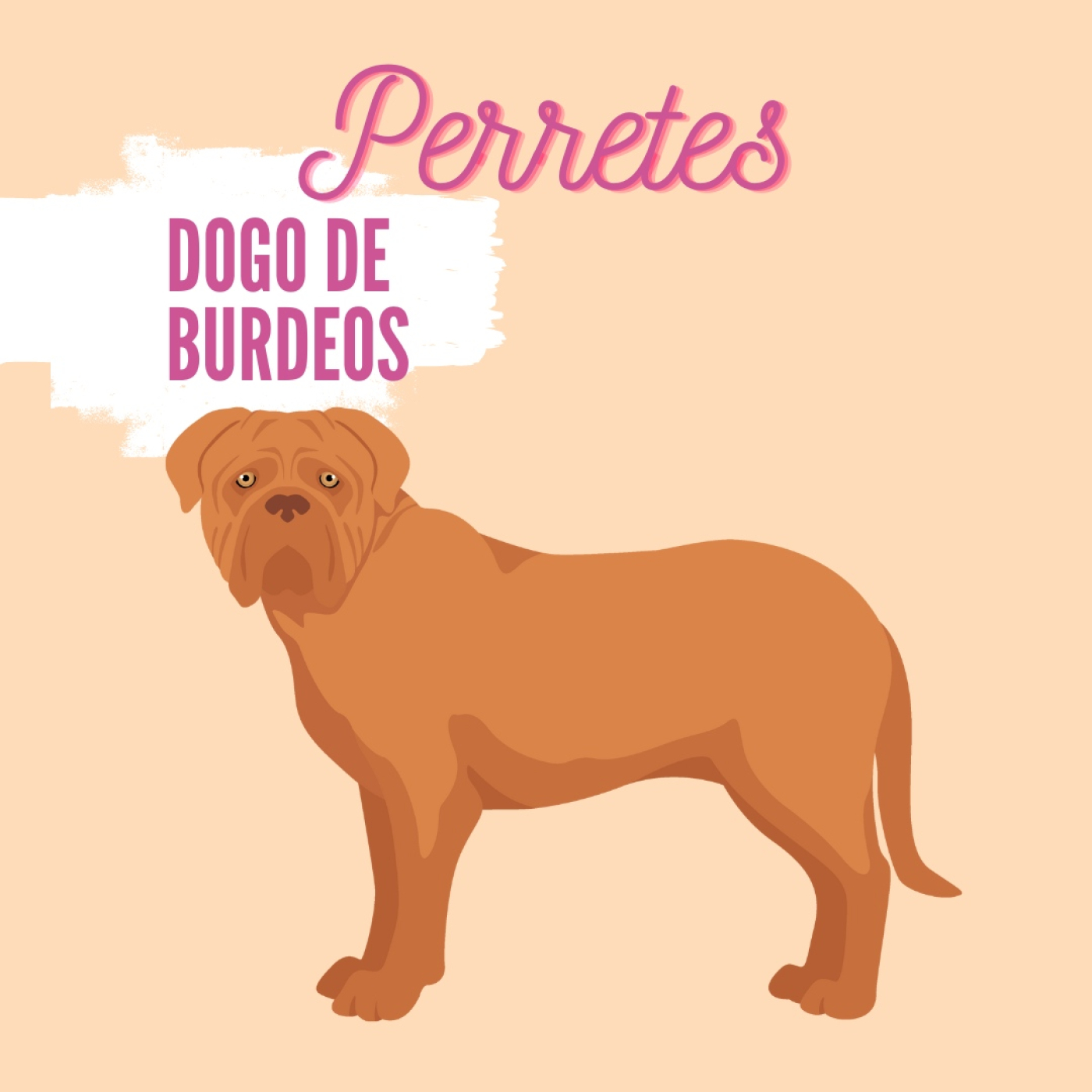 Perretes | Las razas de perros