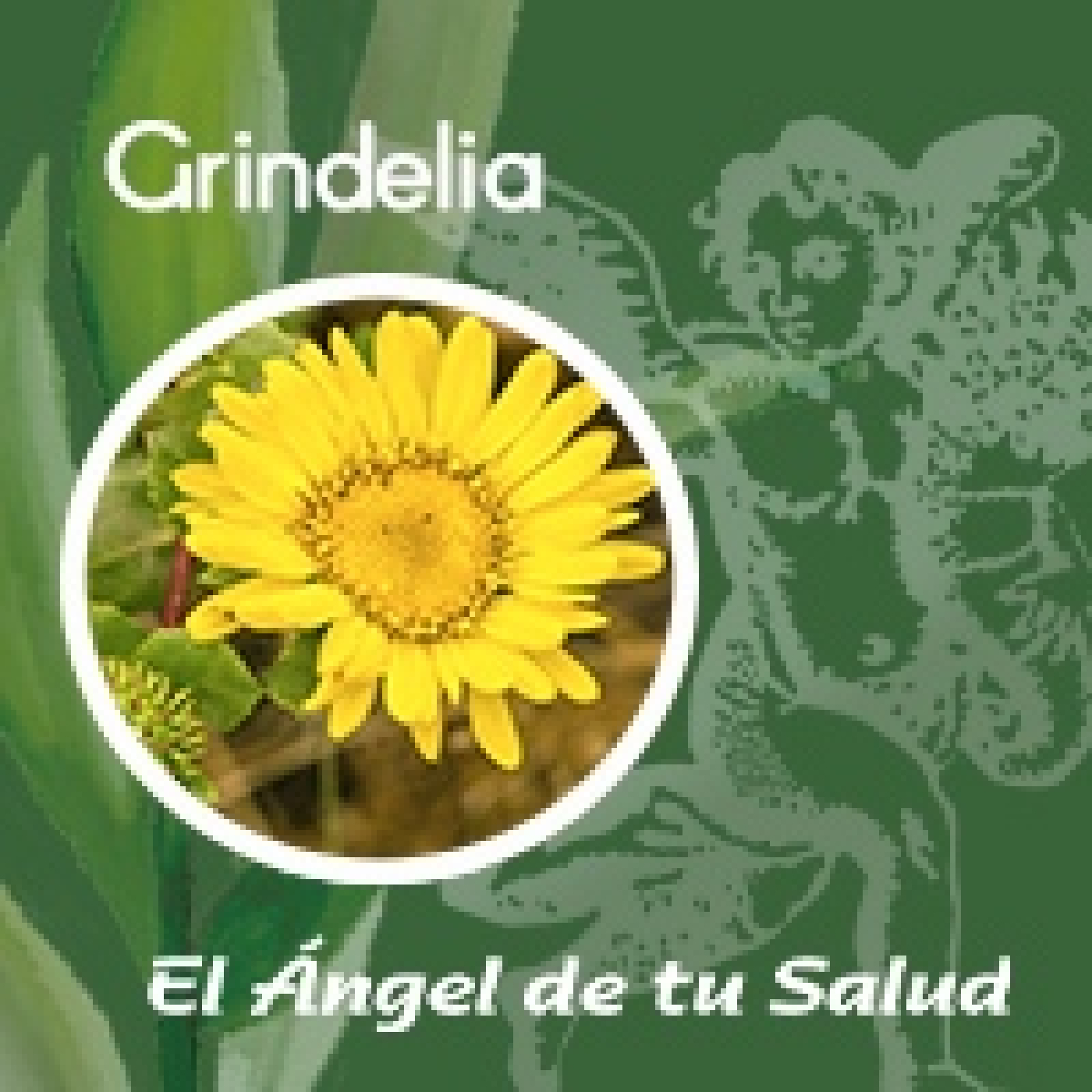 El Ángel de tu Salud - Grindelia** episode artwork