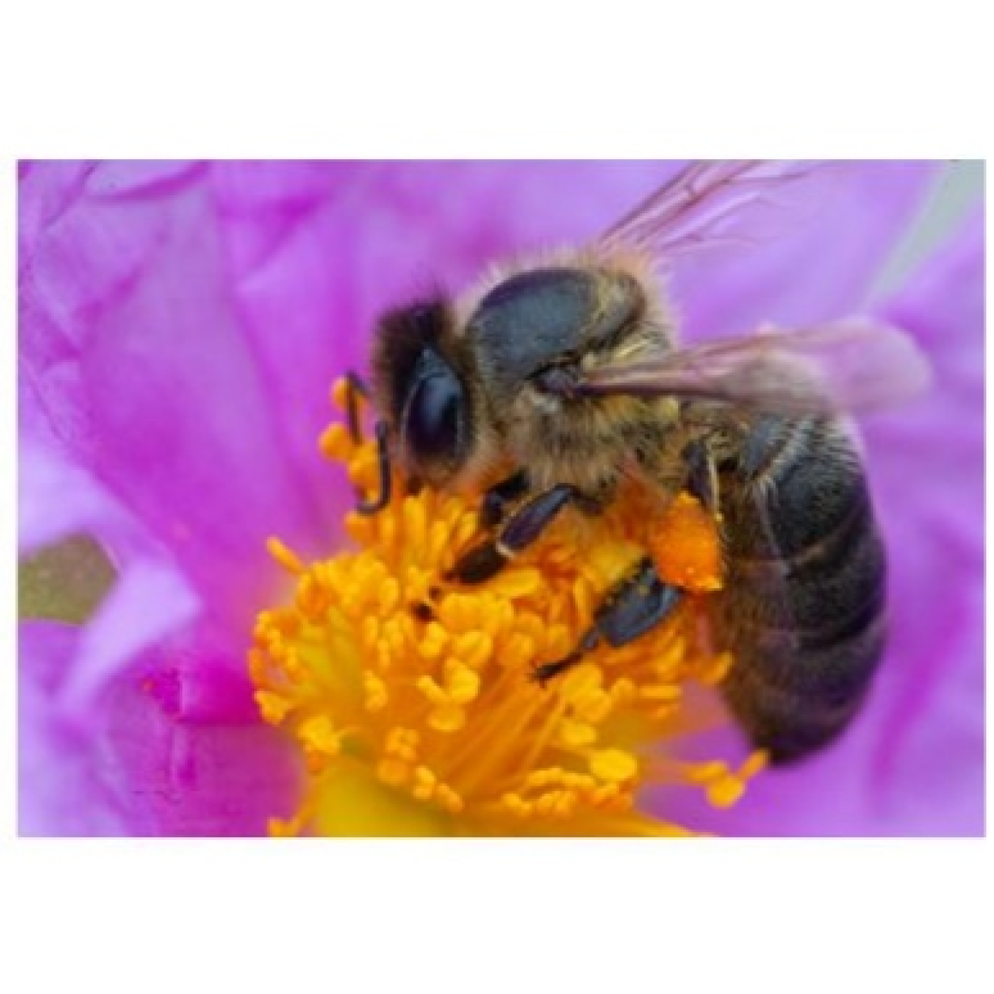 PI 8X54 Las abejas (Guest Starring; La abeja Maya) - Episodio exclusivo para mecenas episode artwork