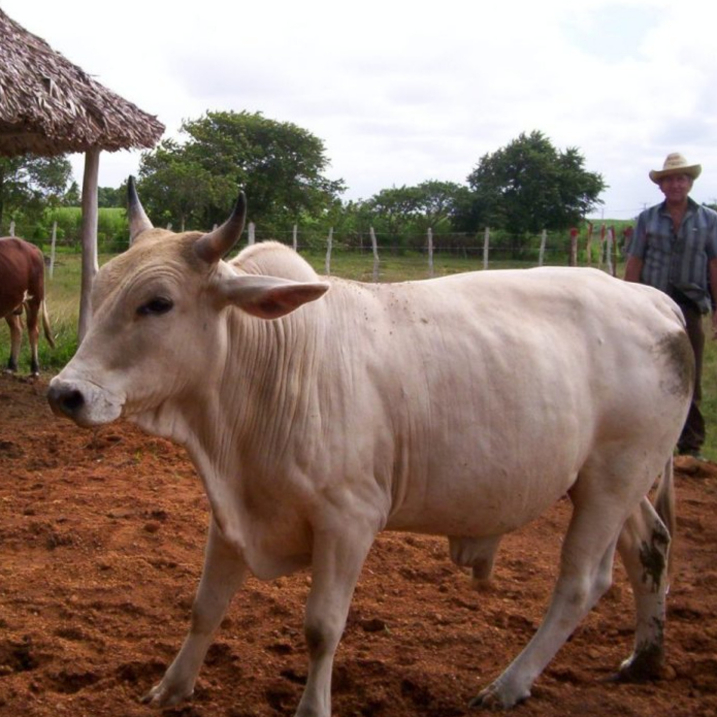 Acomete Cienfuegos Ejercicio de Investigación de la masa ganadera y el uso y control de la tierra