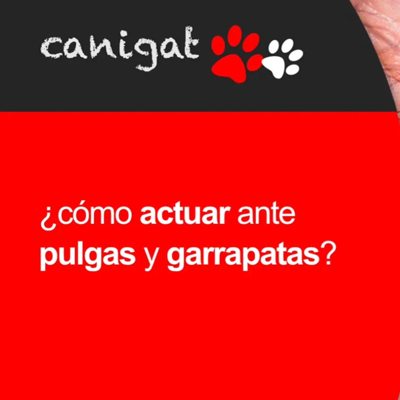 Consejos veterinarios de perros y gatos by canigat