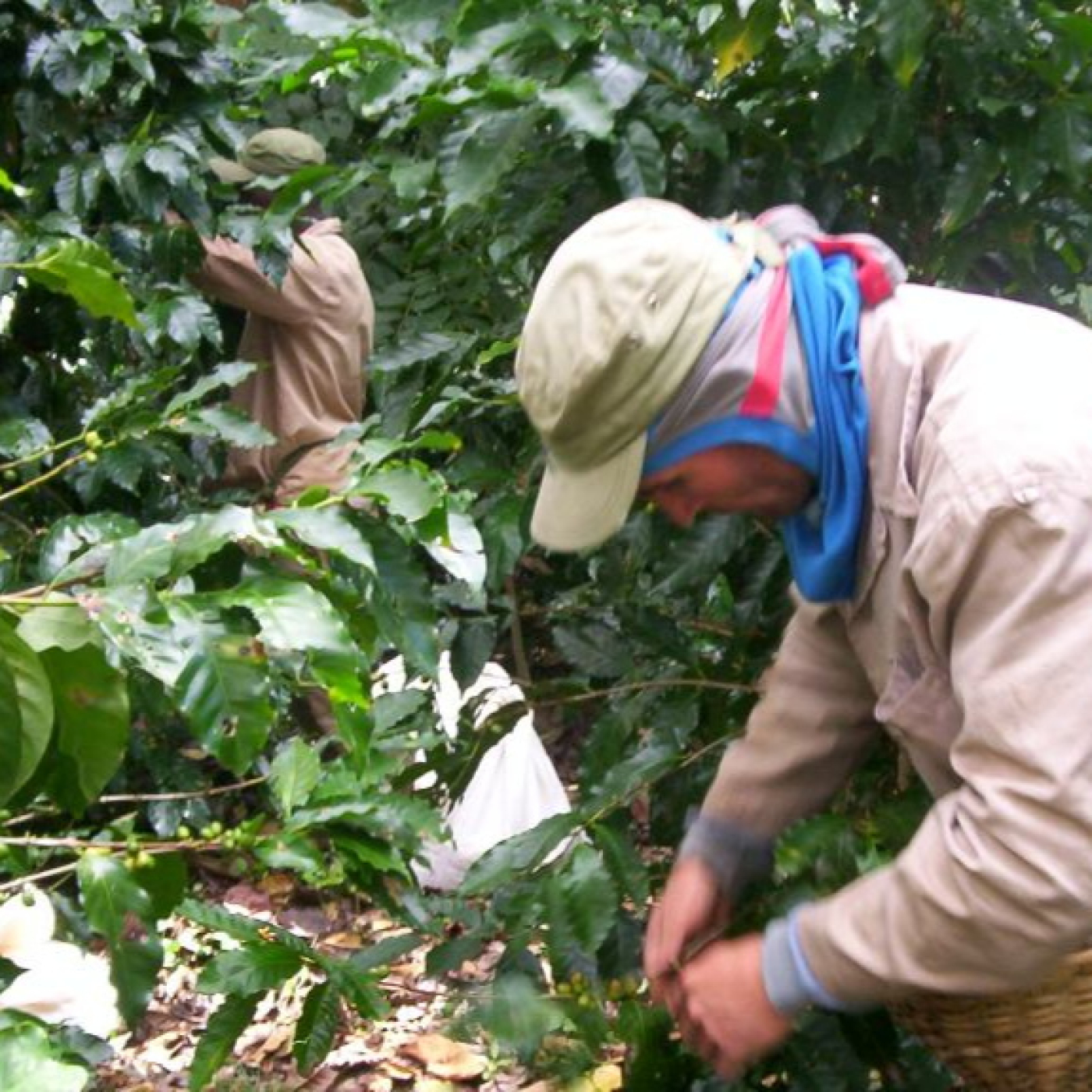 Empresa Cafetalera Eladio Machín de Cumanayagua recupera producción