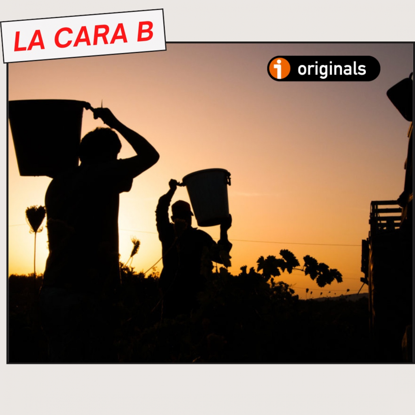 VINO PARA CAMALEONES