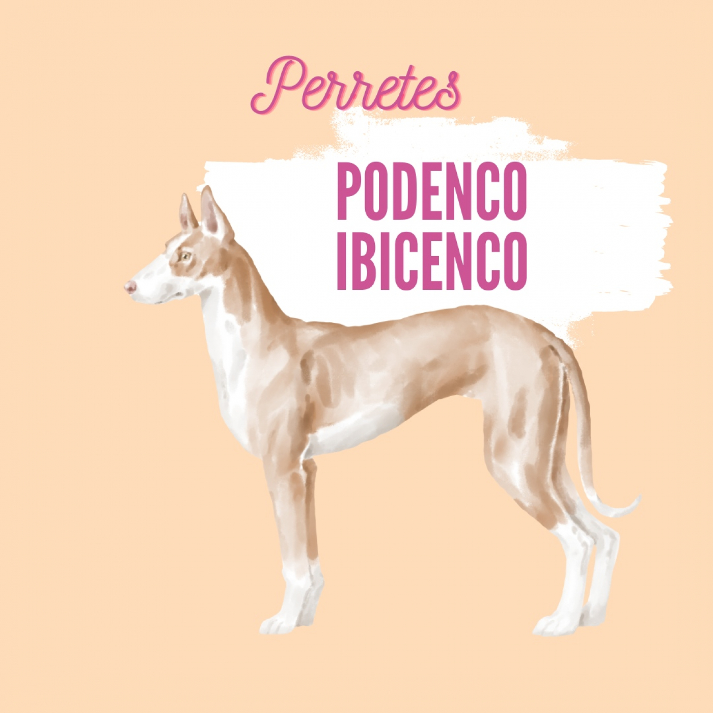 Perretes | Las razas de perros