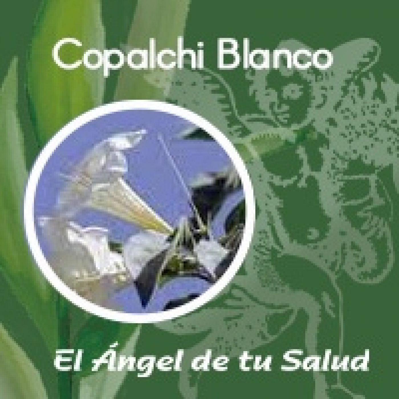 El Ángel de tu Salud - Copalchi Blanco**