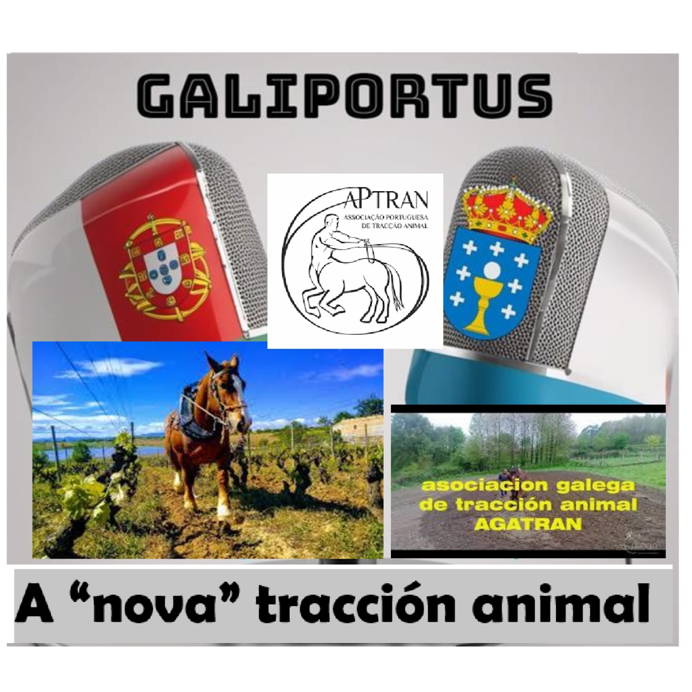 GALIPORTUS