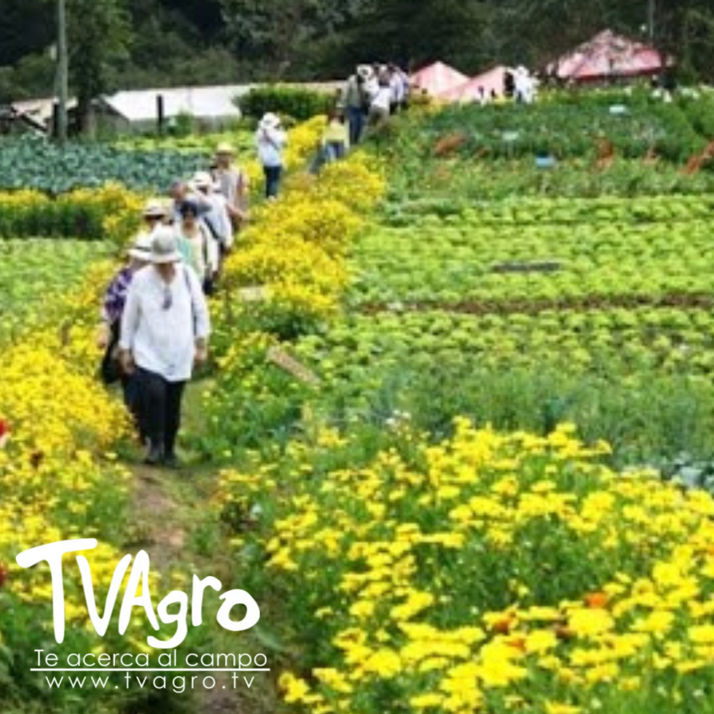 TV AGRO