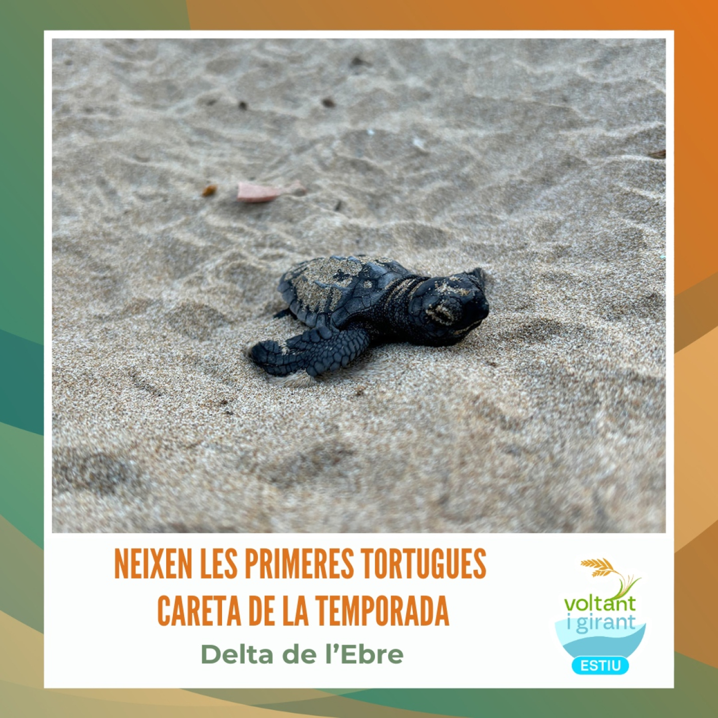 Neixen al delta de l’Ebre les primeres tortugues careta de la temporada episode artwork