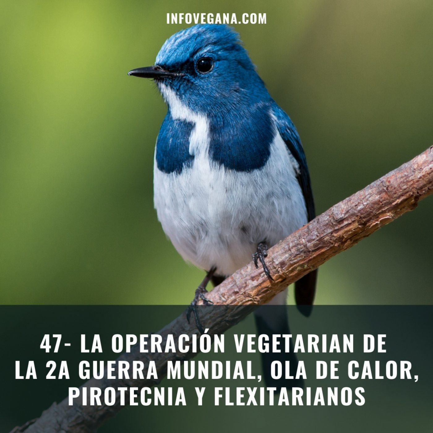 Infovegana, podcast de veganismo y sostenibilidad