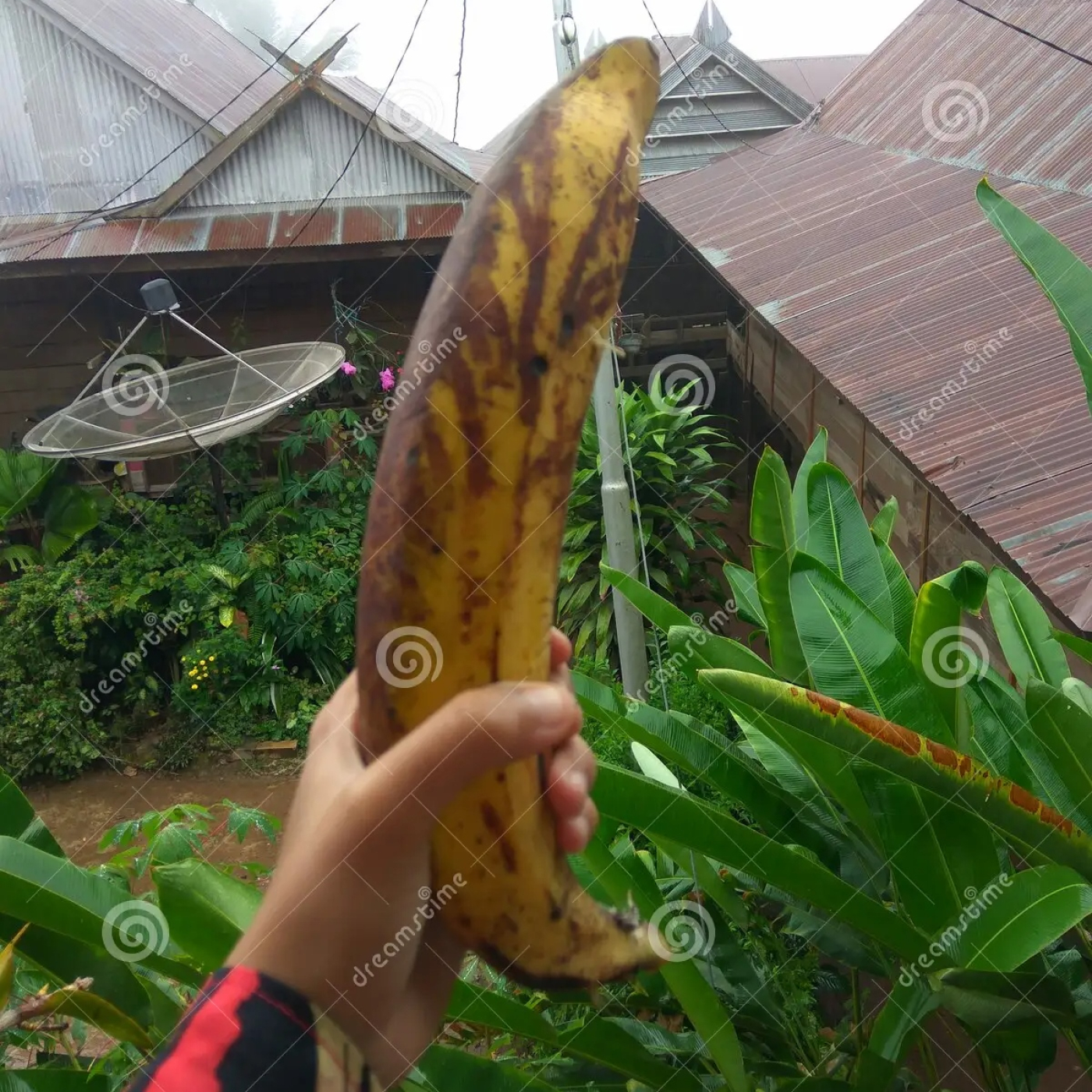 Mi novia calza un buen rabo.