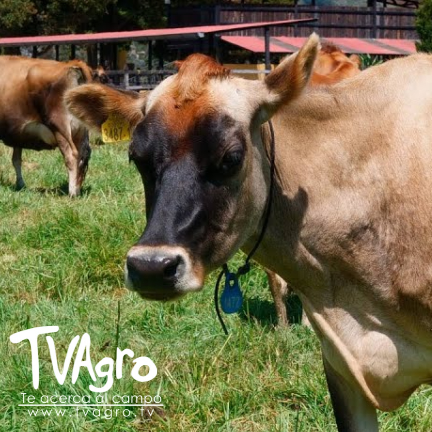 TV AGRO