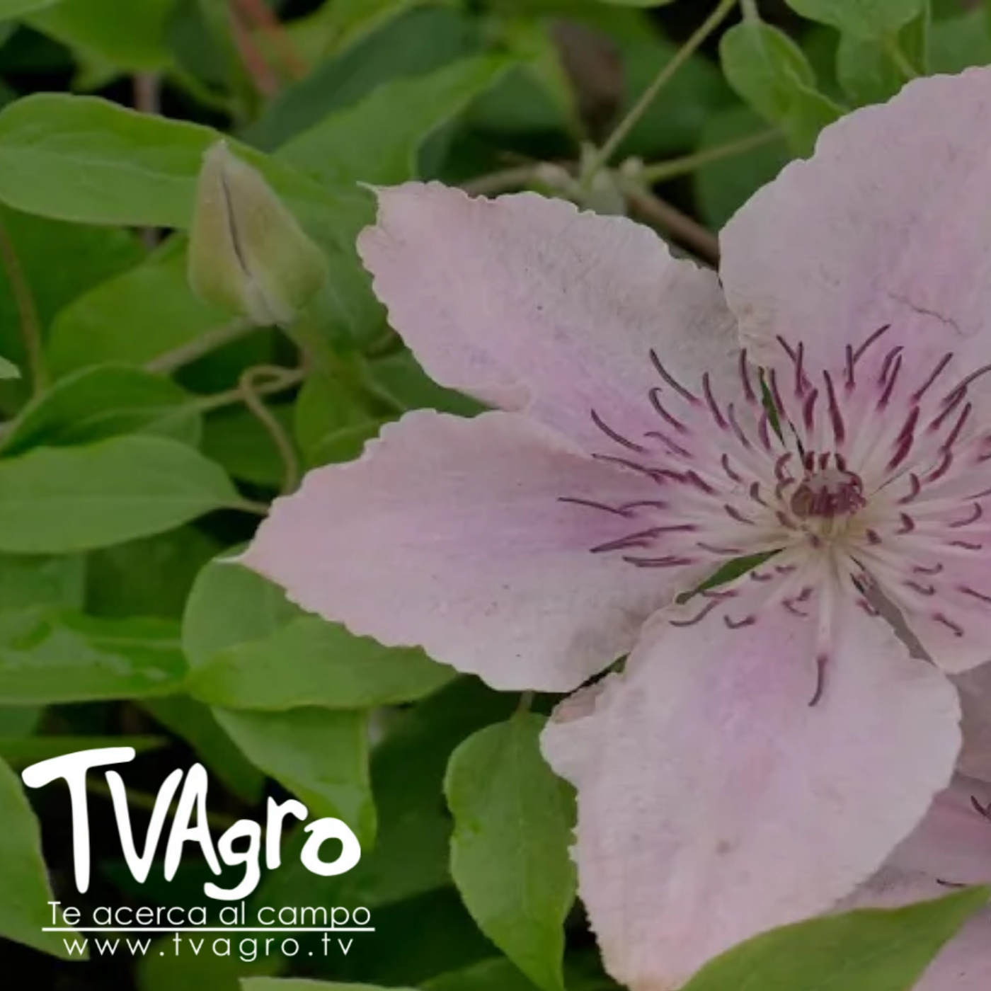 TV AGRO