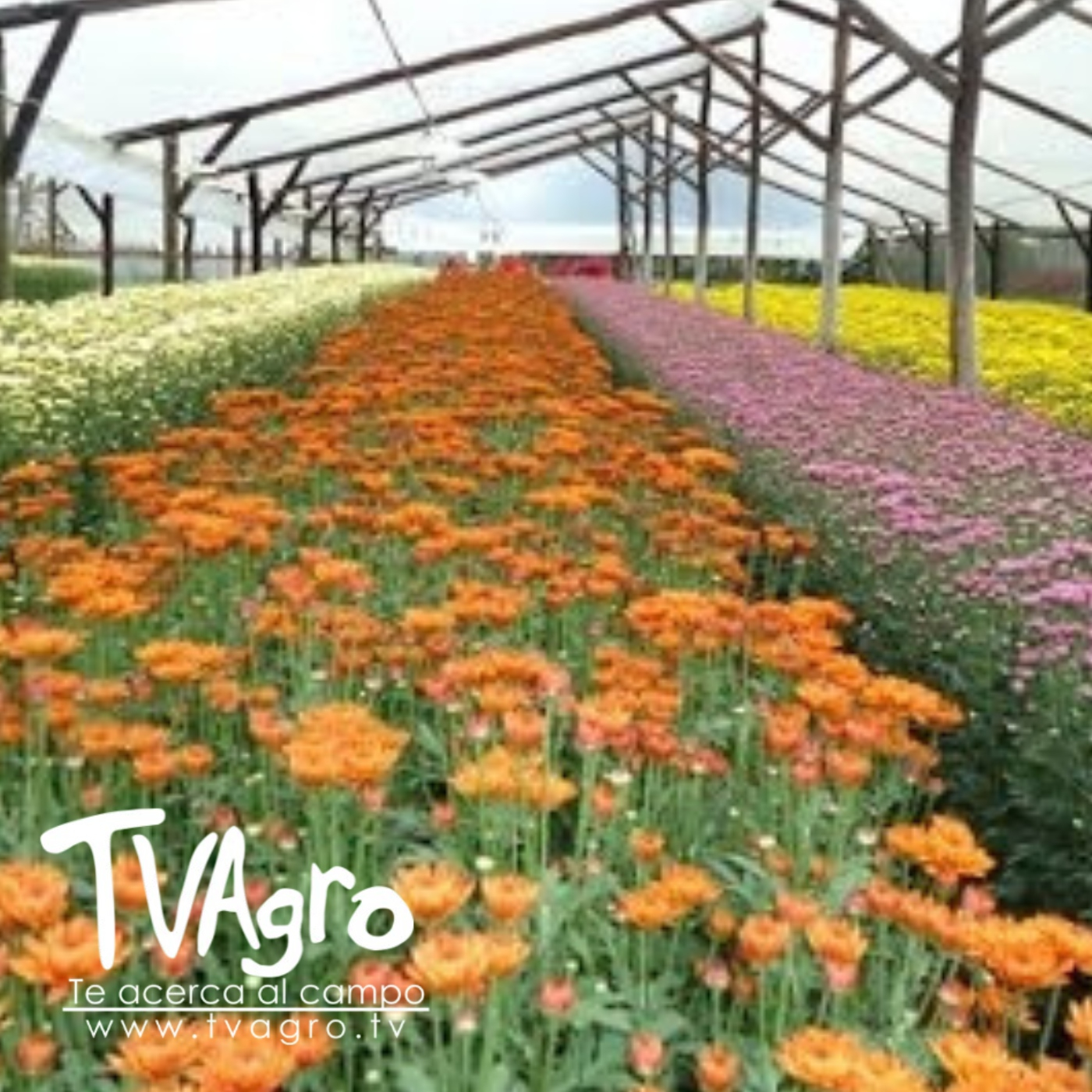 TV AGRO