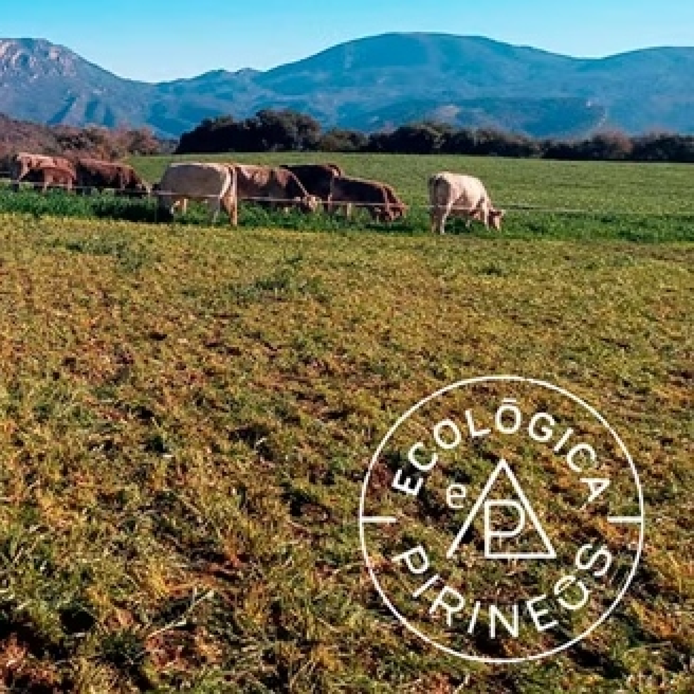 Roia Organic PRemiada por BBVA episode artwork