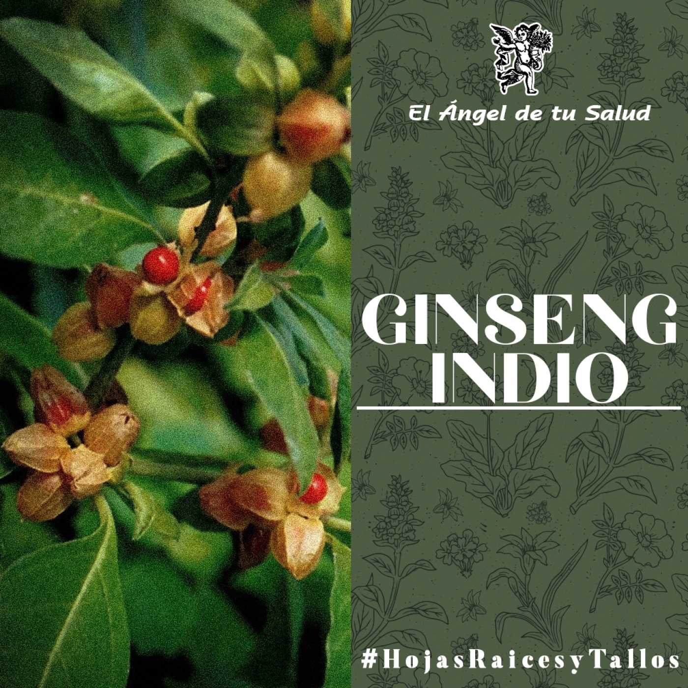 El Ángel de tu Salud - Ginseng Indio** episode artwork