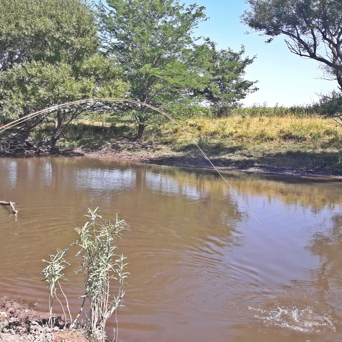 Planeta Pesca