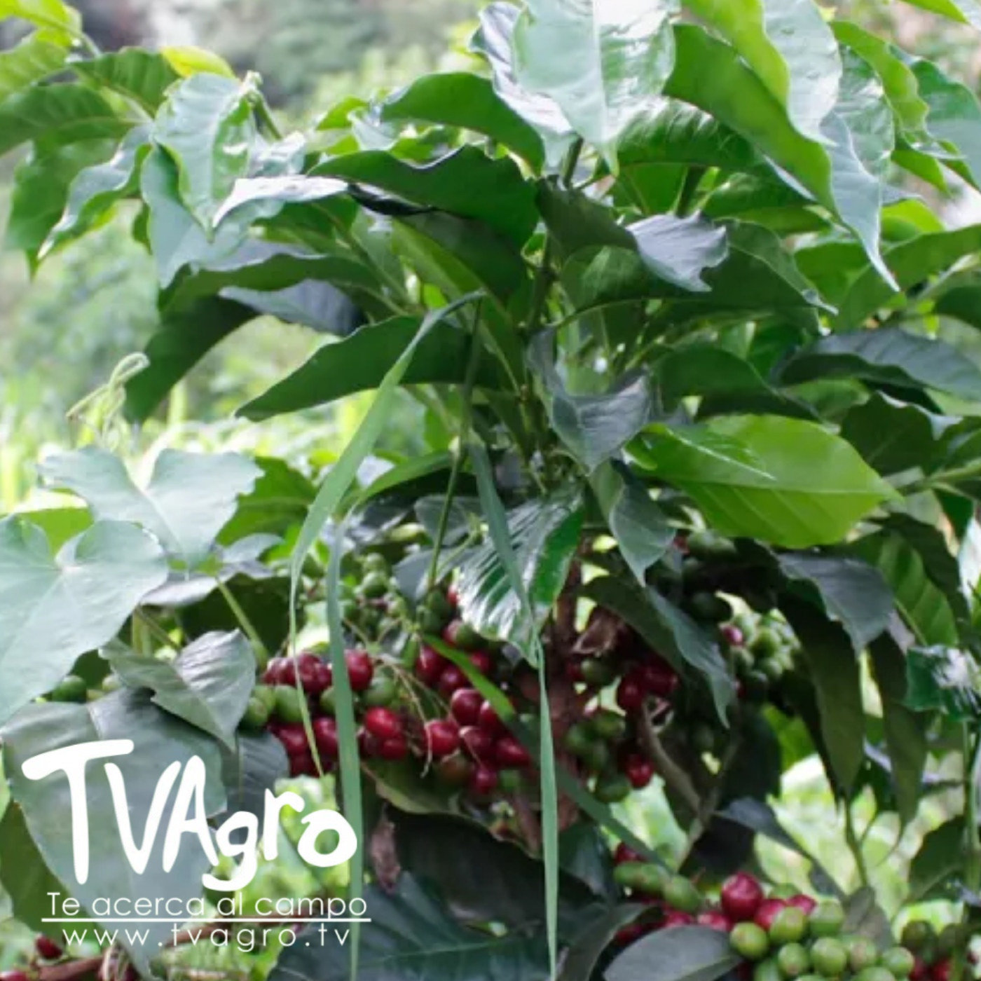 TV AGRO
