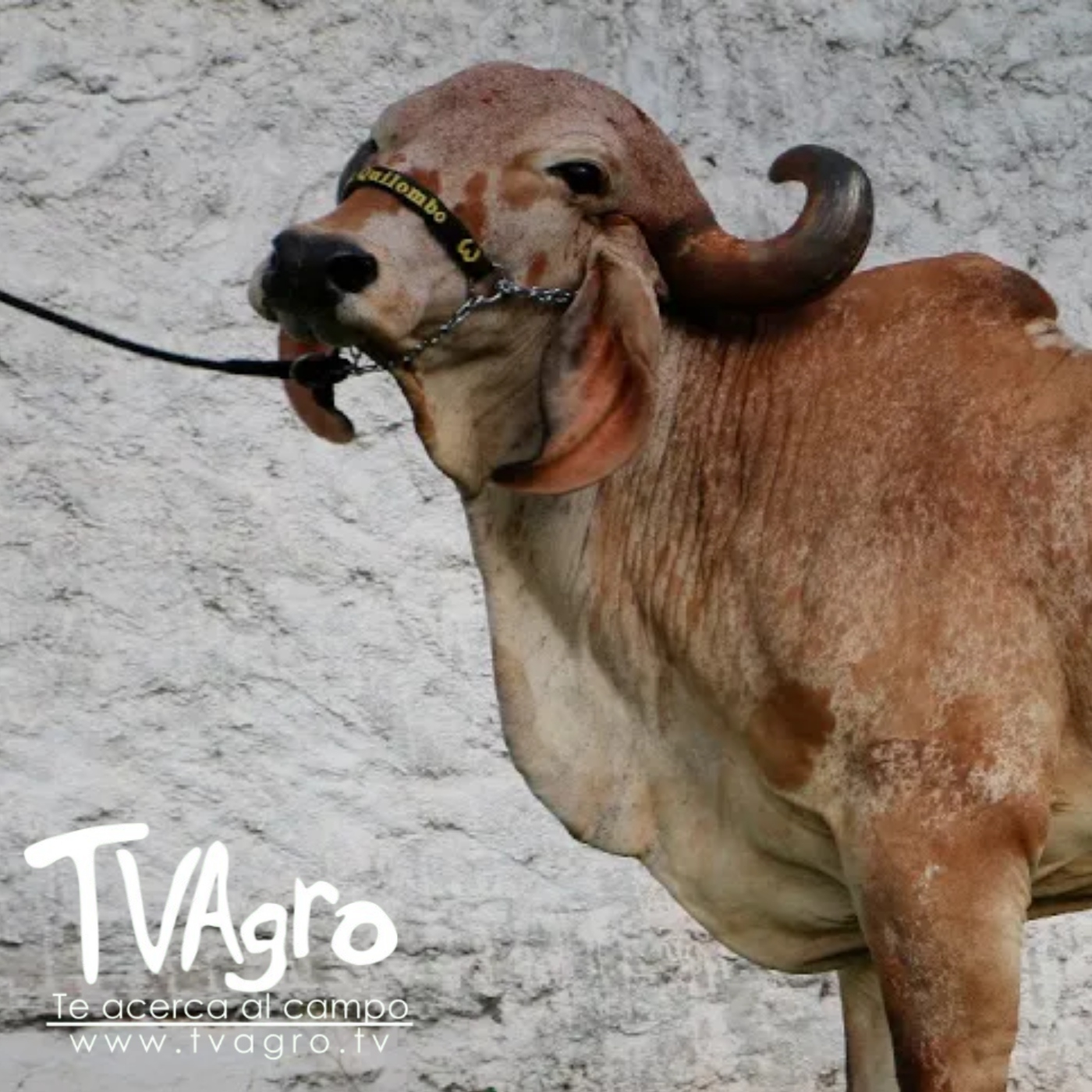 TV AGRO