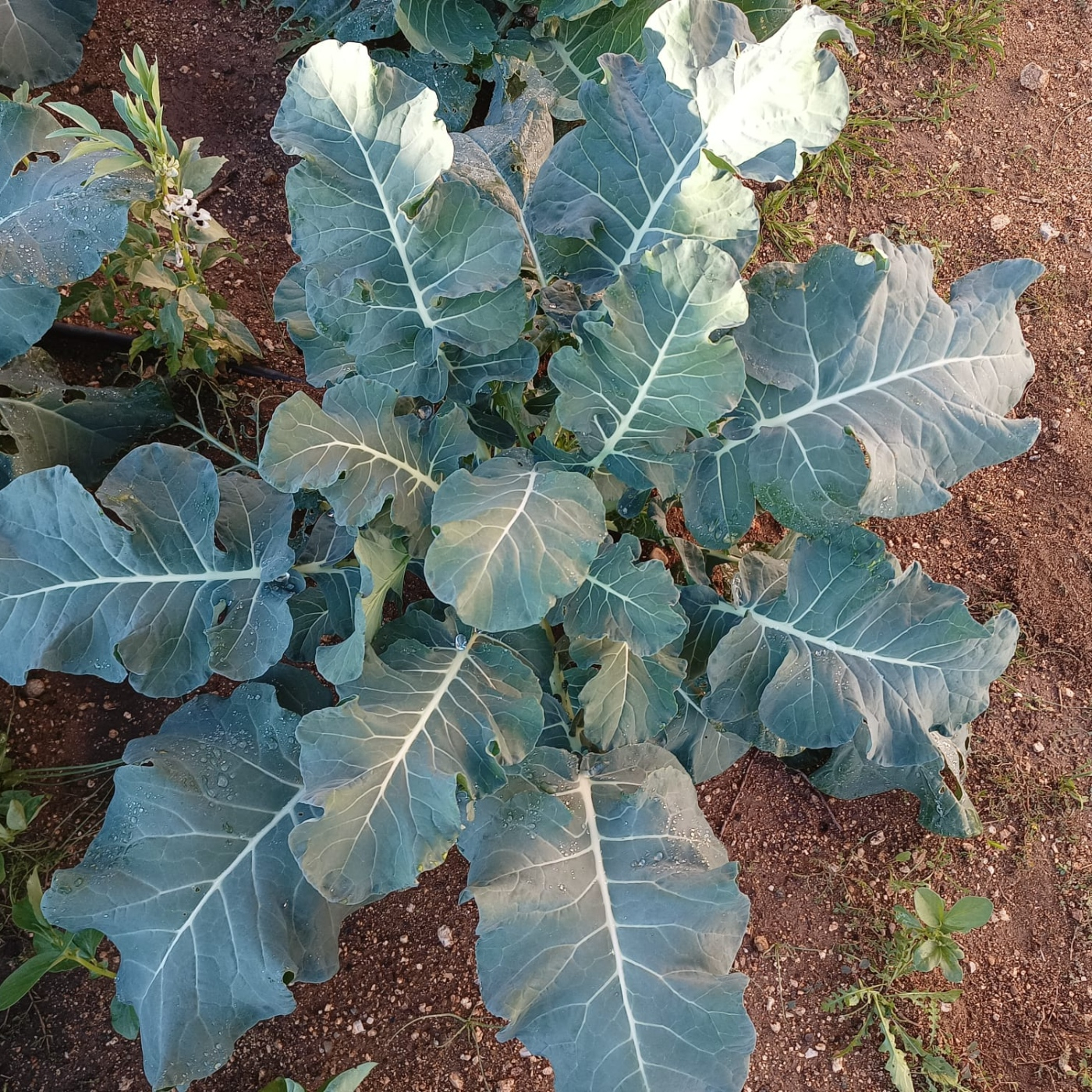 Ep483_B: Agricultura; Blazar; Agujero Negro Cuántico; Publicaciones y Coautoría