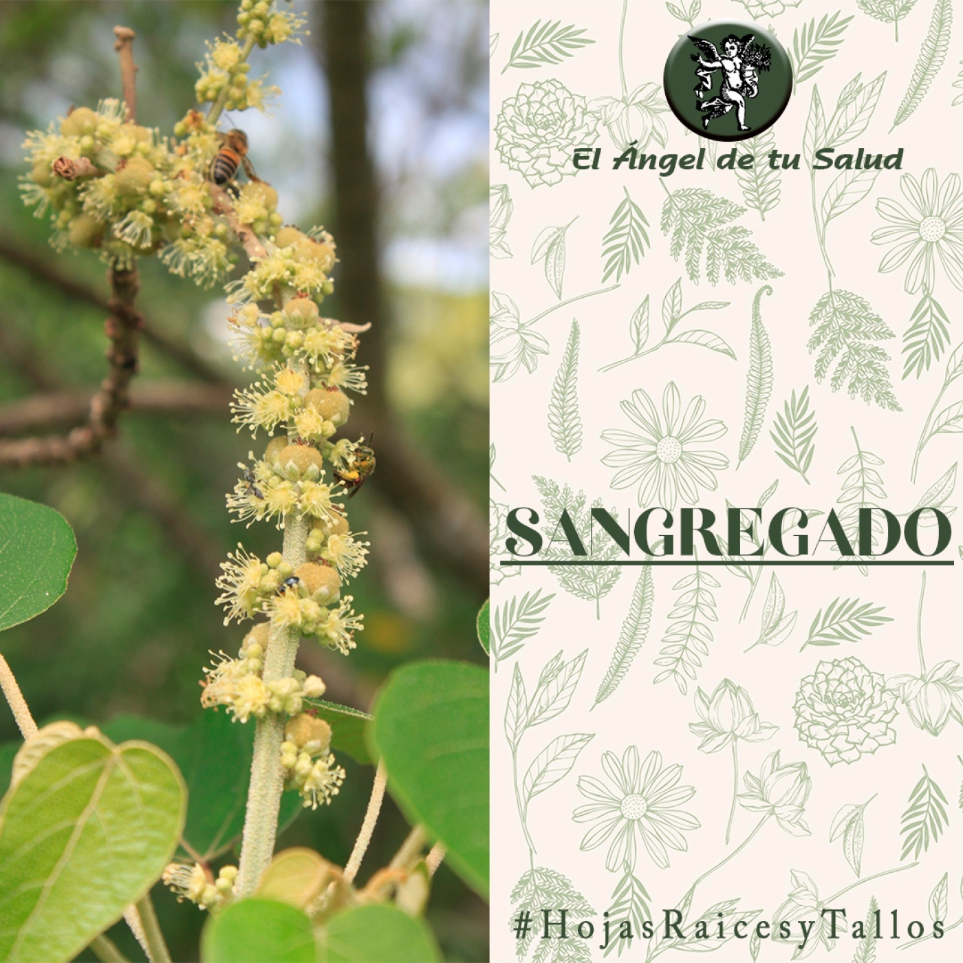 El Ángel de tu Salud - Sangregado** episode artwork