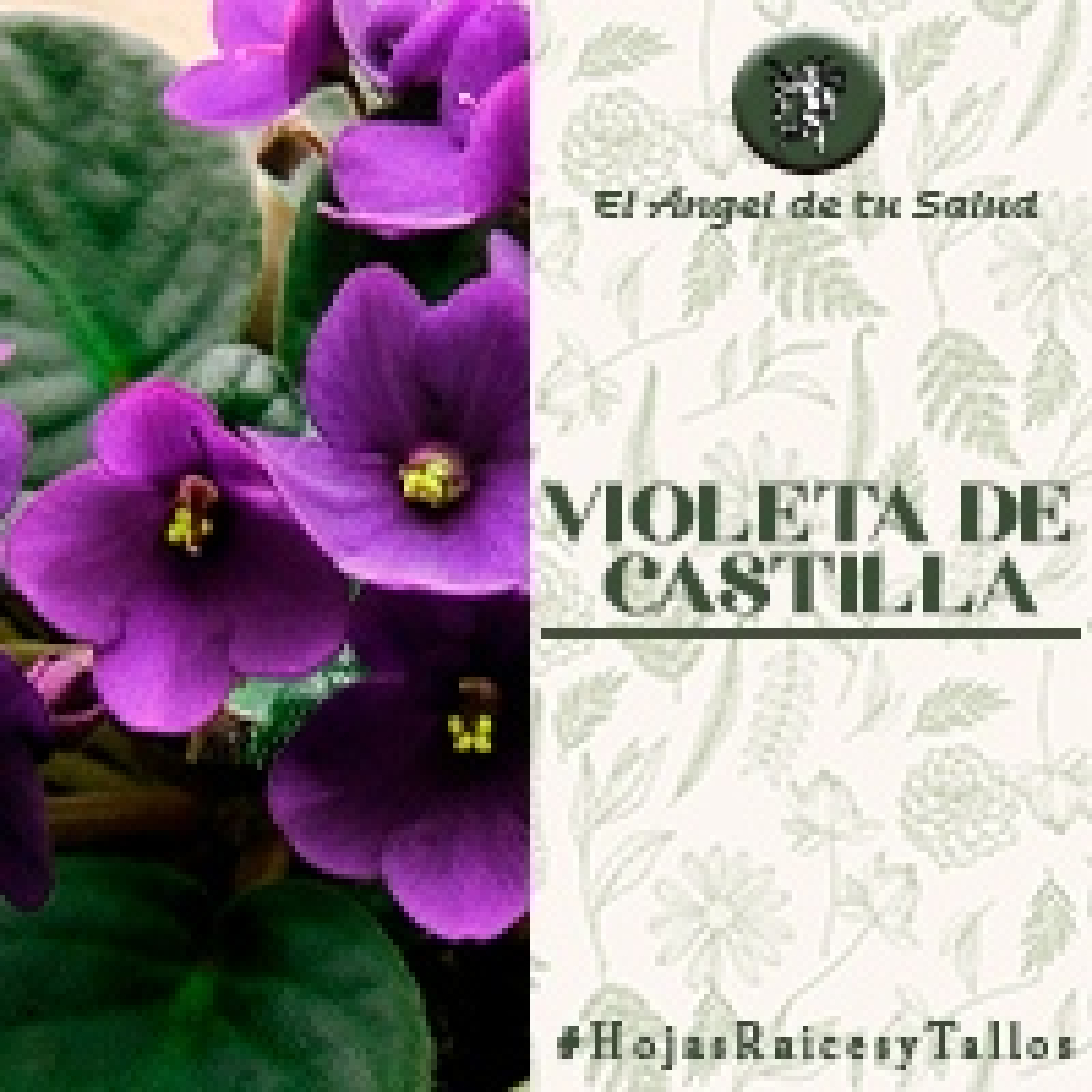 El Ángel de tu Salud - Violeta de Castilla** episode artwork