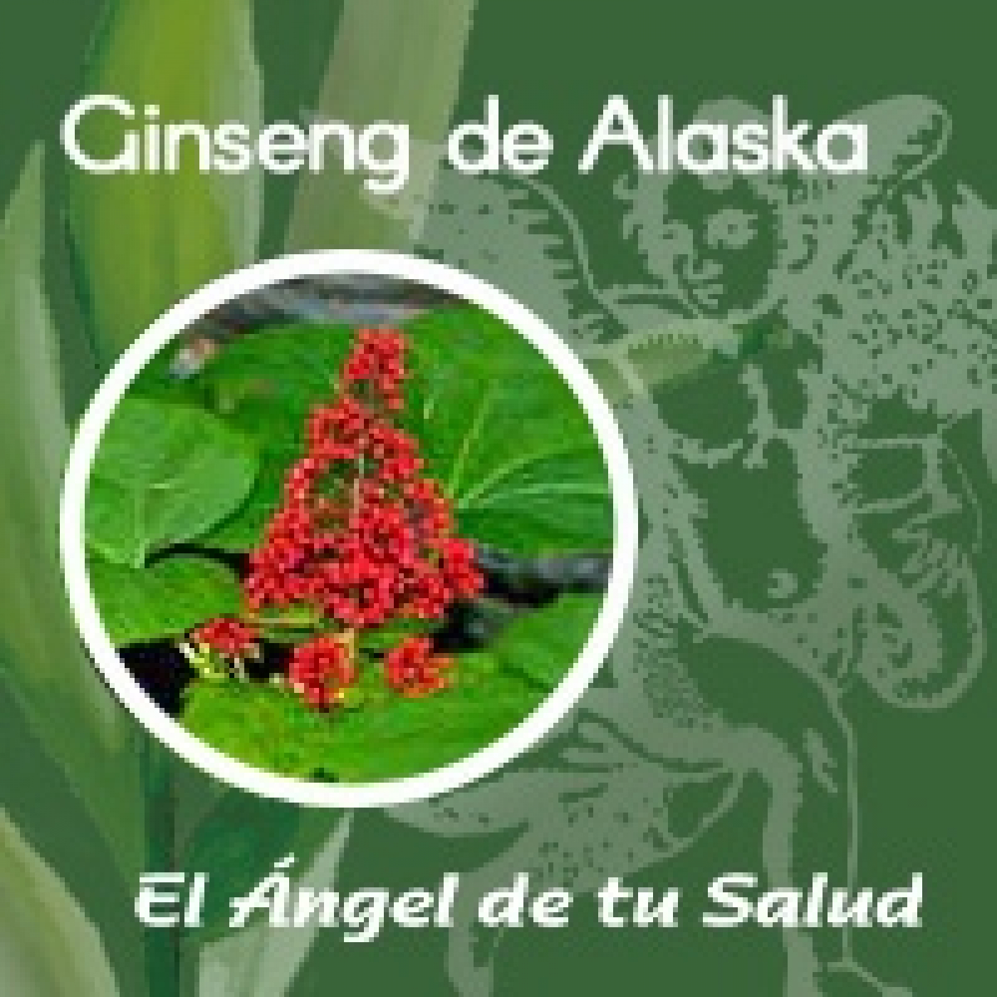 El Ángel de tu Salud - Gingseng de Alaska ** episode artwork
