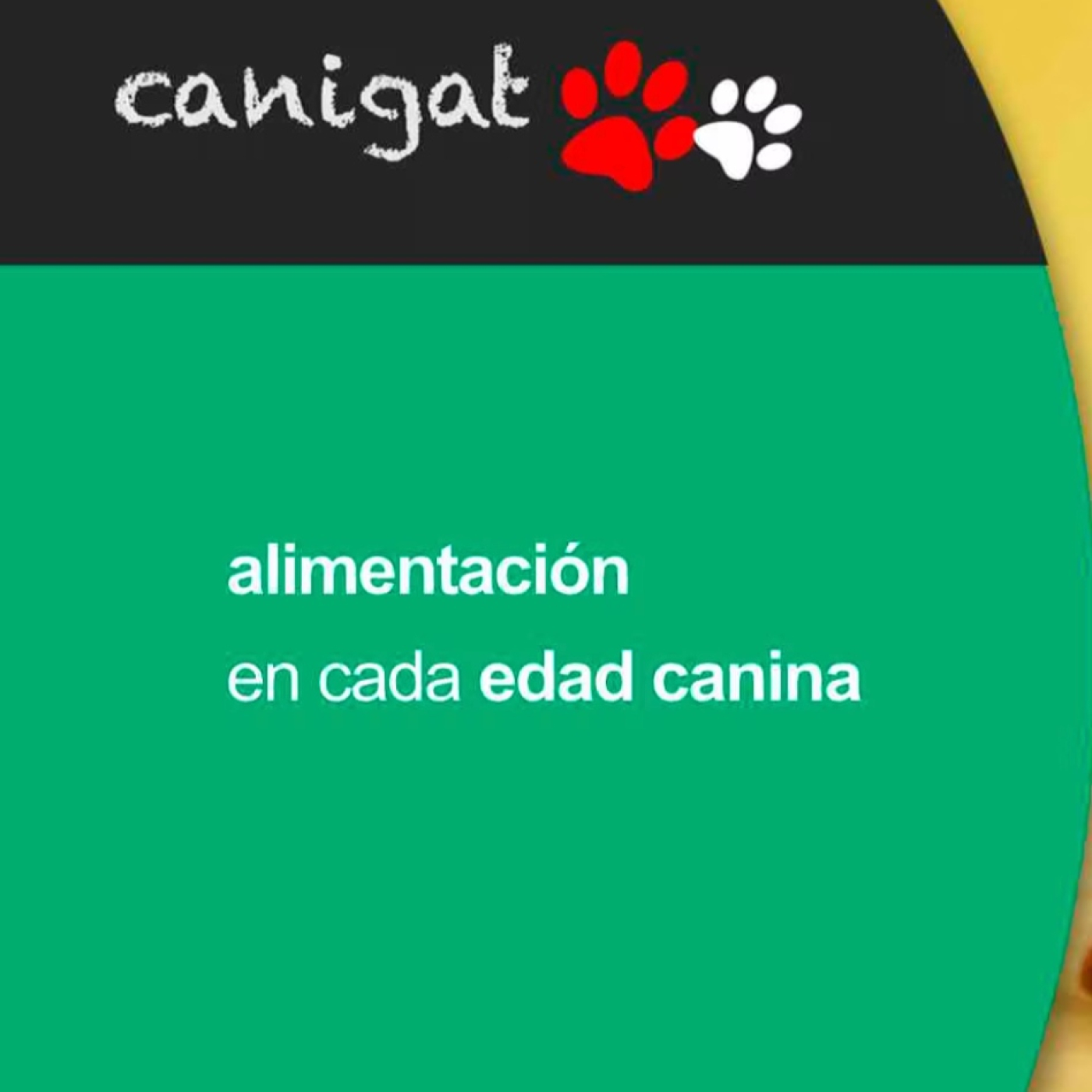 Consejos veterinarios de perros y gatos by canigat
