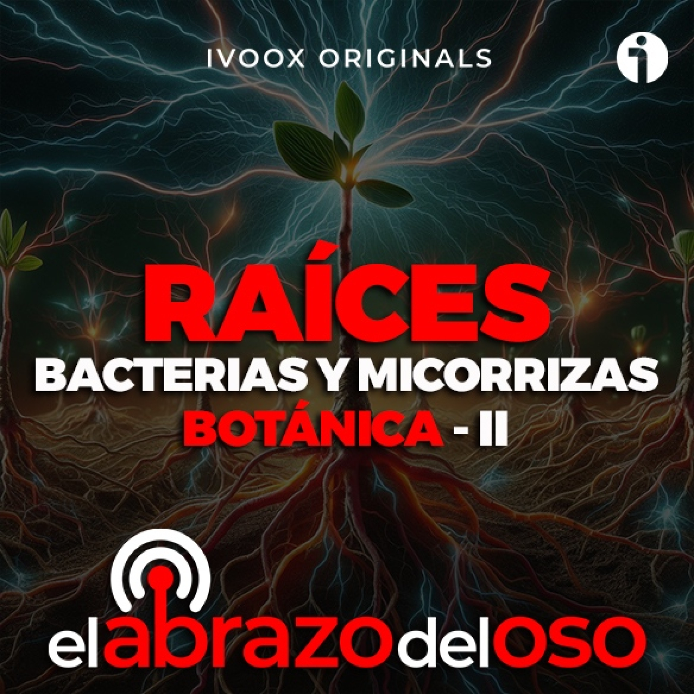 Raíces, bacterias y micorrizas - Botánica II - El Abrazo del Oso