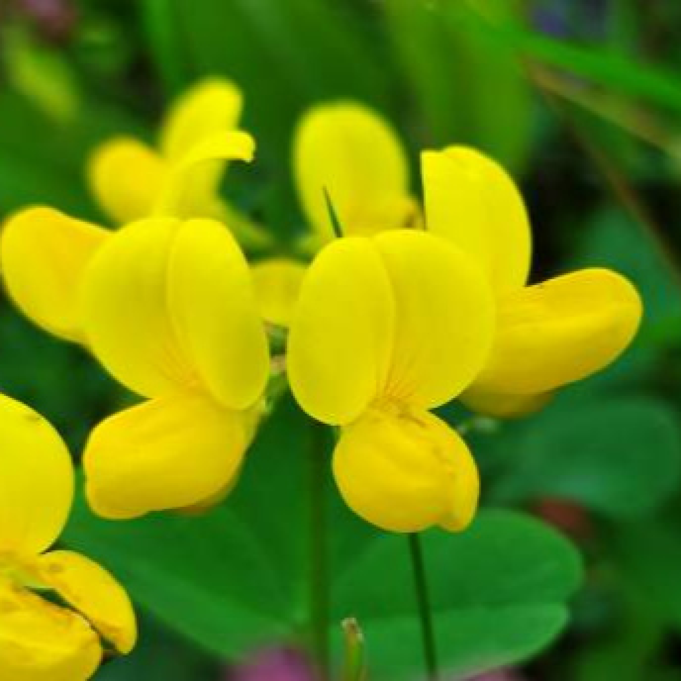 Fascinacion por las plantas – 249 – La génesis de la simbiosis