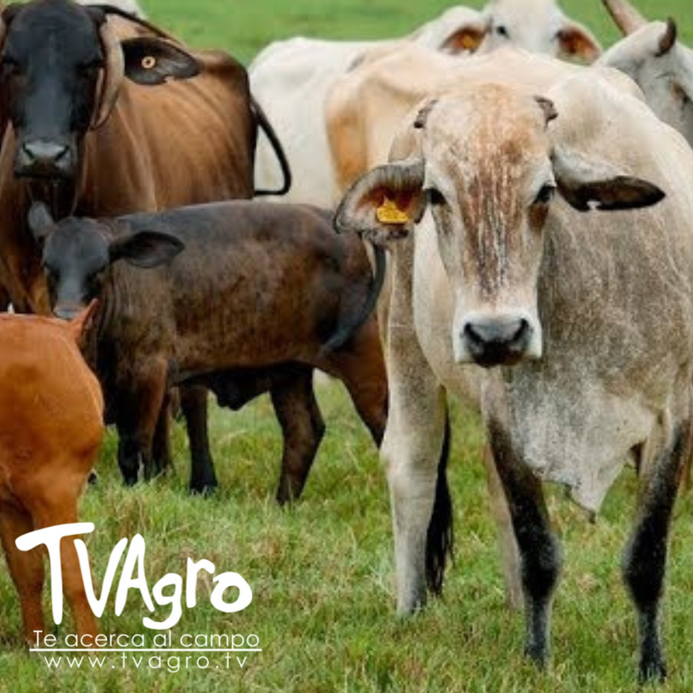 TV AGRO