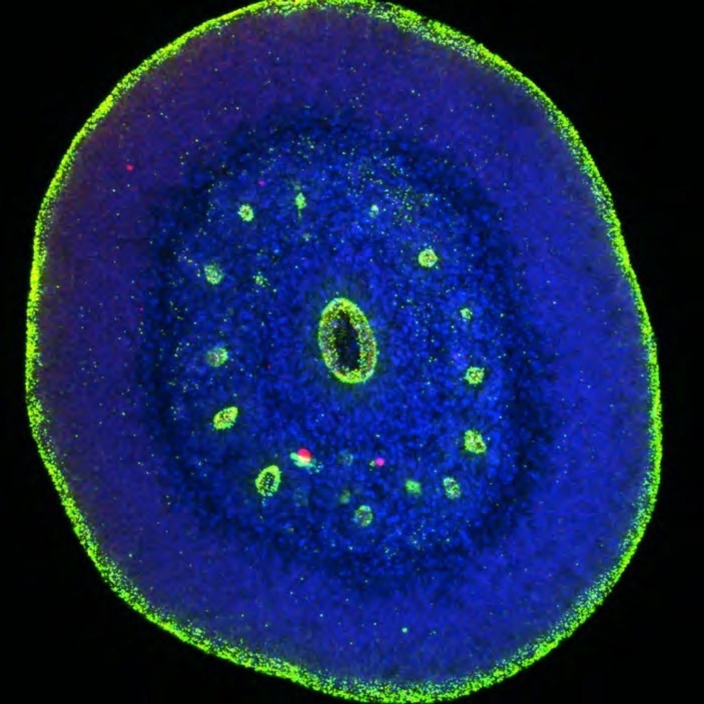Fotciencia19