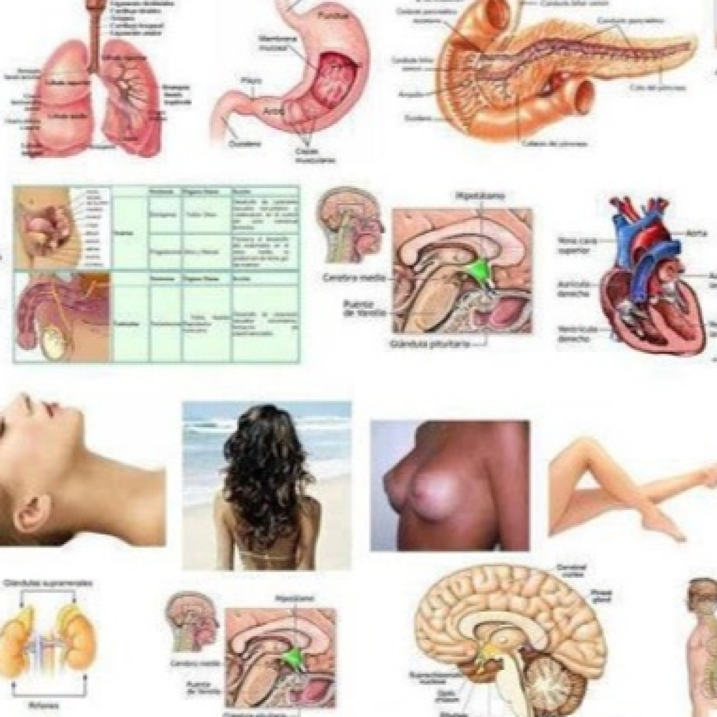 FRATERNIDAD ROSACRUZ DE MEXICO